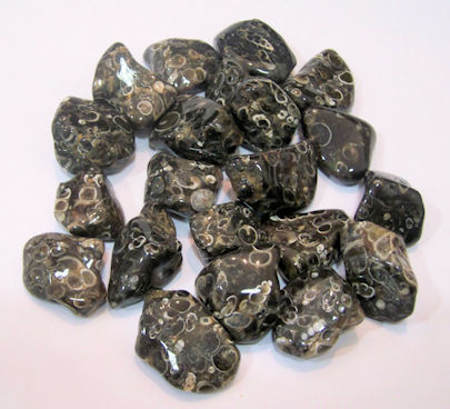 Turritella Agate