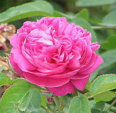Rose Petals - Click Image to Close