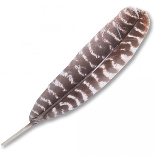 Smudging WING Feather