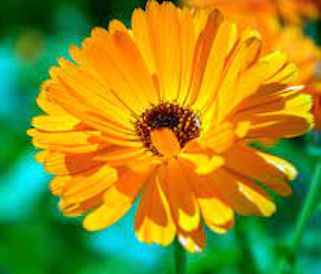 Calendula (Marigold) Petals - Click Image to Close