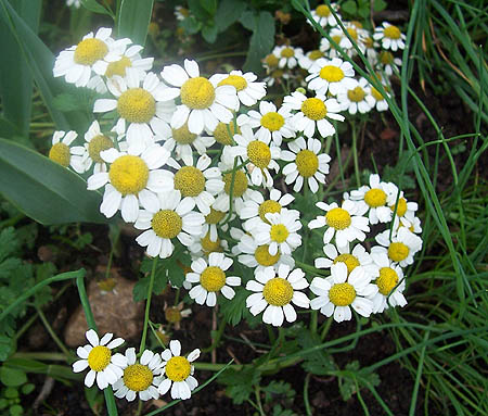 Chamomile Flowers - Click Image to Close