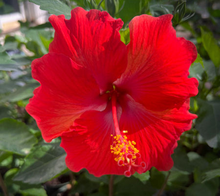 Hibiscus Flowers