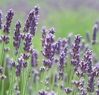 Lavender Flowers - Click Image to Close