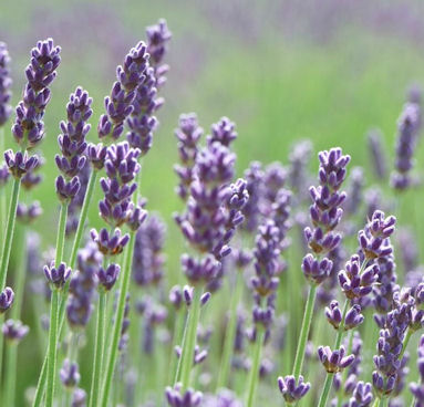 Lavender Flowers